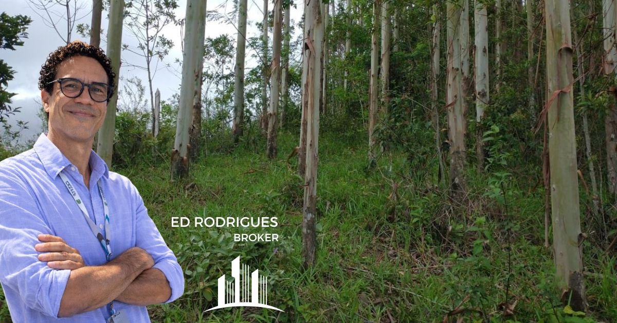 Plantação de eucaliptos em sítio