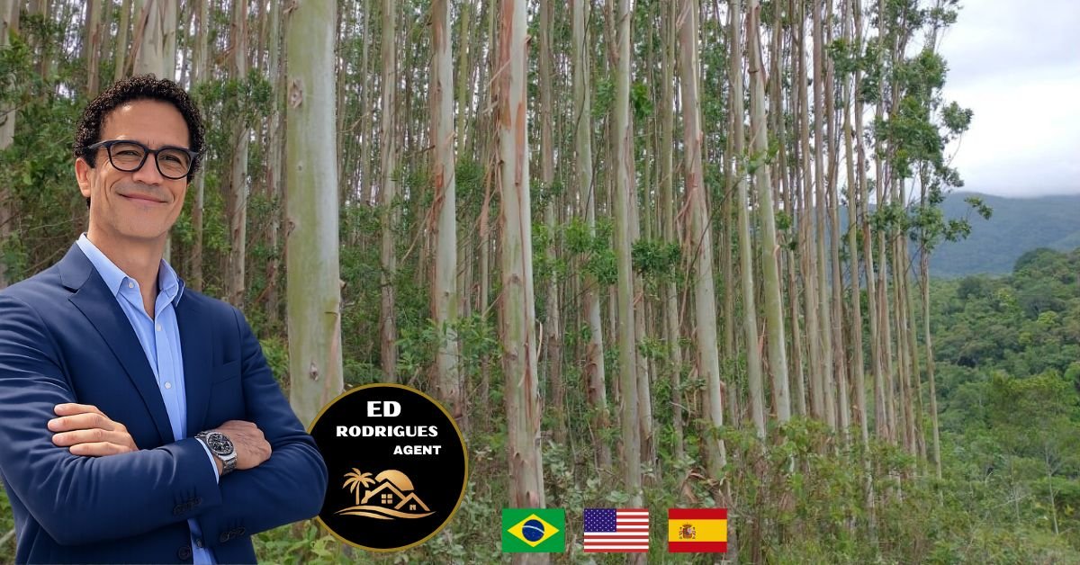 eucalipto-sao-paulo-ed-rodrigues-corretor