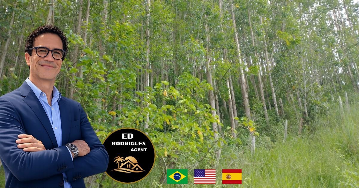 eucalipto-usina-como-montar