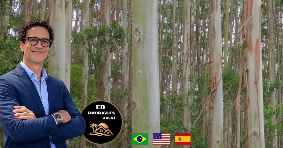 eucalipto-venda-sao-paulo