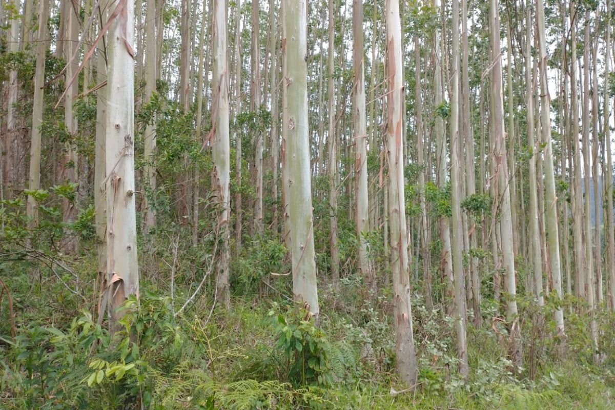 eucalipto-venda-sao-paulo