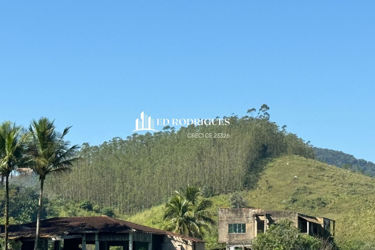 Eucaliptos plantados em sítio