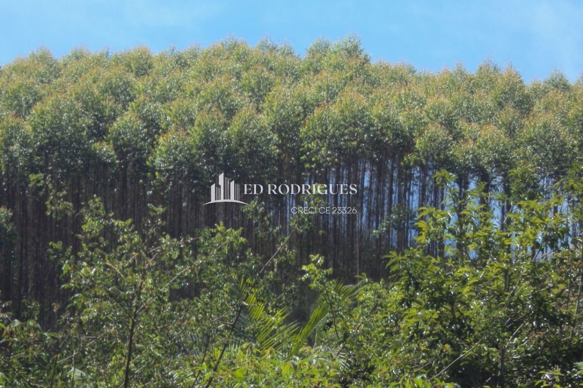eucaliptos plantados em sítio