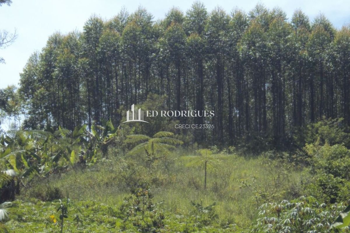 Plantação de eucaliptos em sítio em S-venda-sao-paulo-02