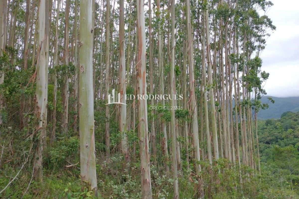 eucaliptos-venda-sao-paulo-03