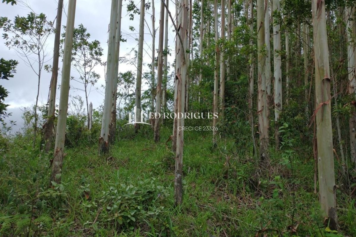 eucaliptos-venda-sao-paulo-06