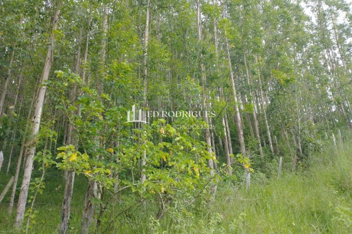 Pés de eucaliptos vermelho em sítio