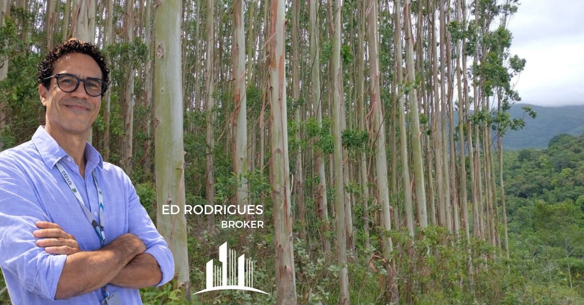 eucaliptos-venda-sao-paulo