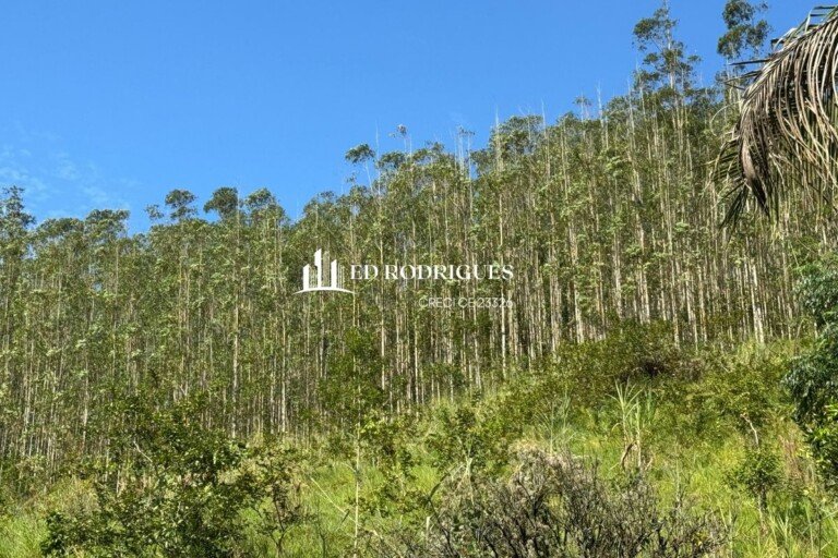 eucalito-vermelho-venda