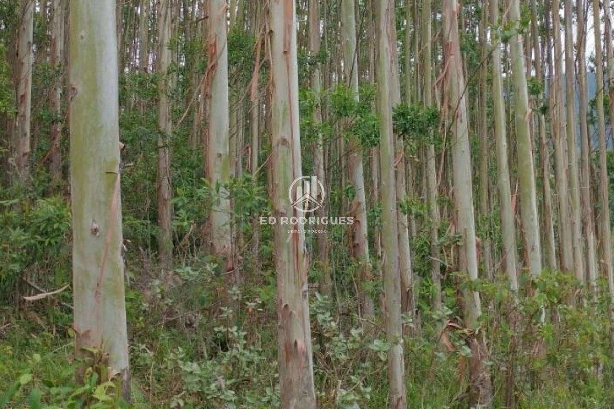 invest in eucalyptus