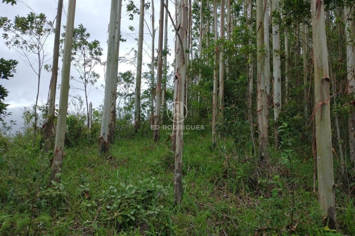 eucalyptus-for-sale-brazil