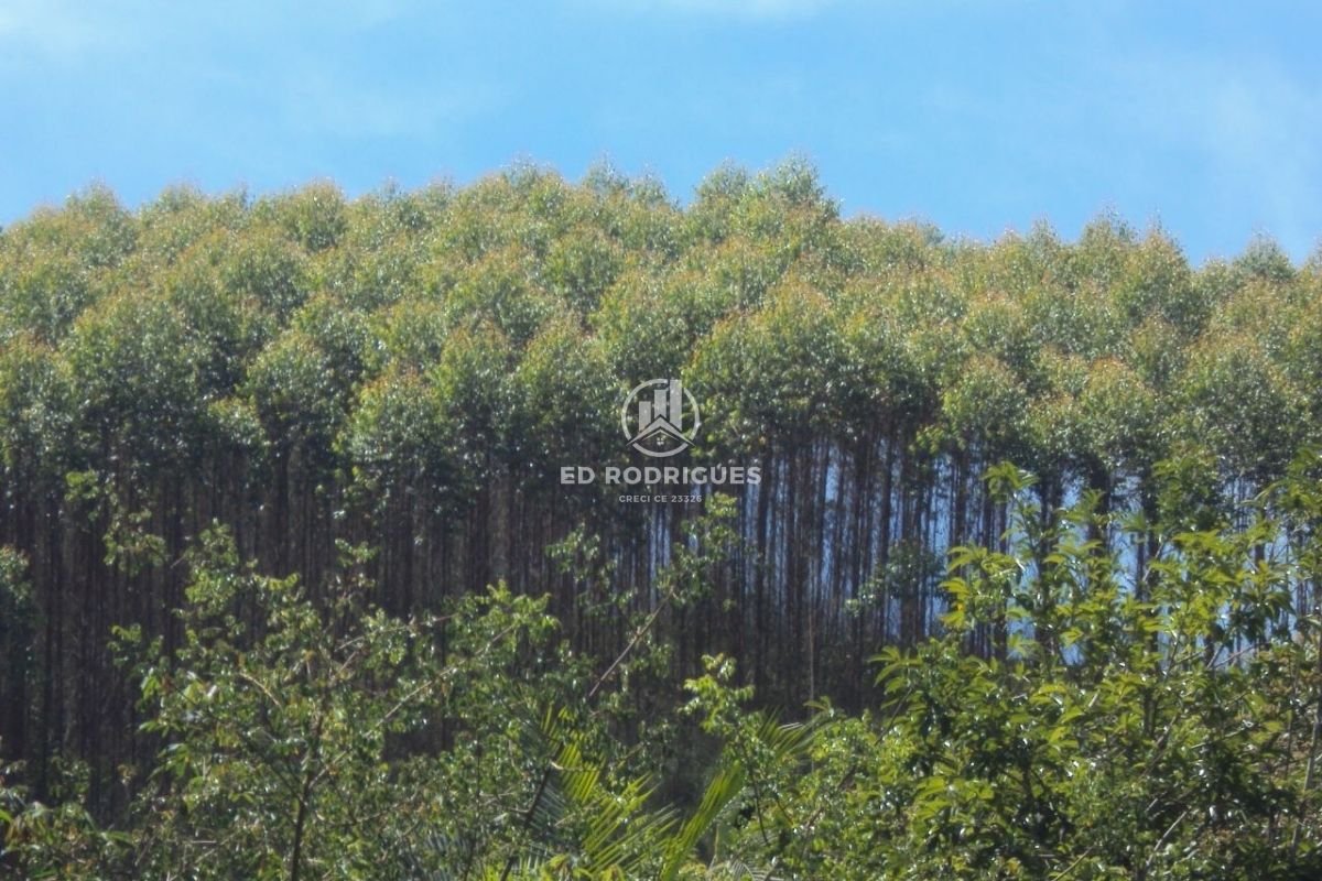 eucalyptus-forest-brazil