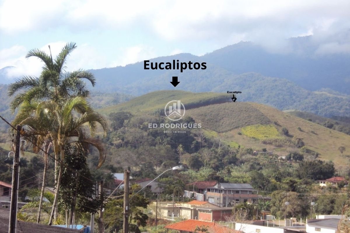 eucalyptus-forest-sale-brazil-sp