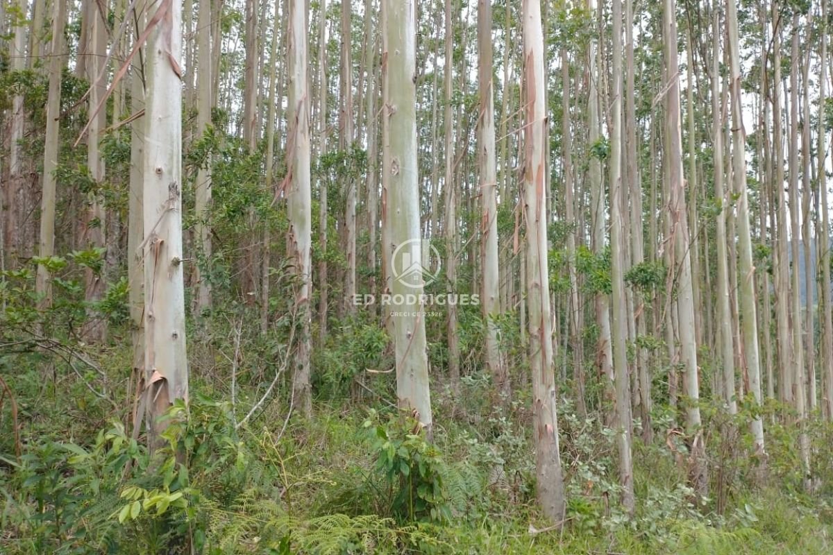Investing in Eucalyptus