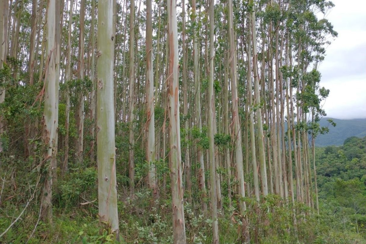 plantação de eucaliptos