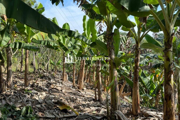 sitio-venda-pedro-de-toledo-sp-bananal