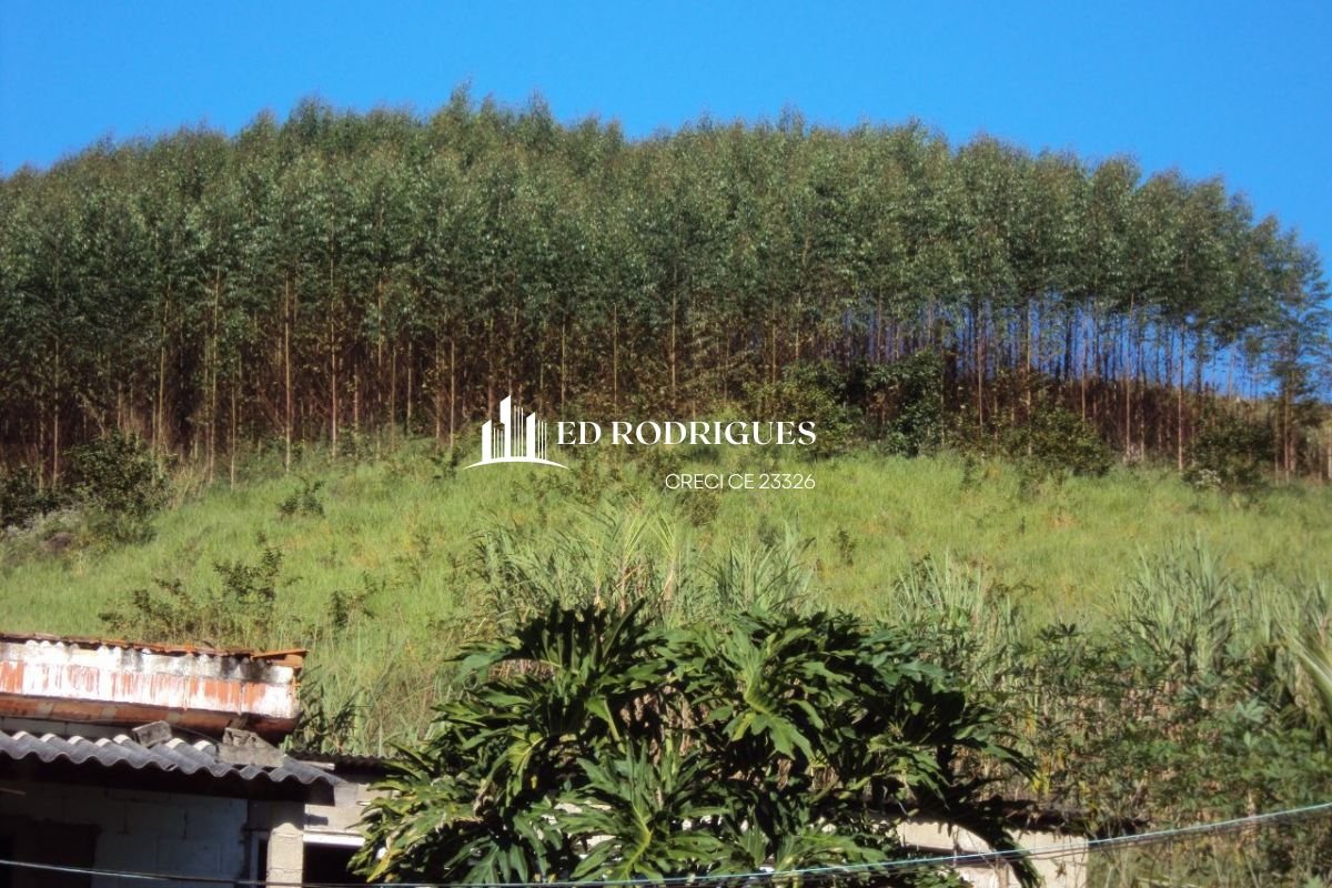 Pés de eucaliptos plantados em sítio