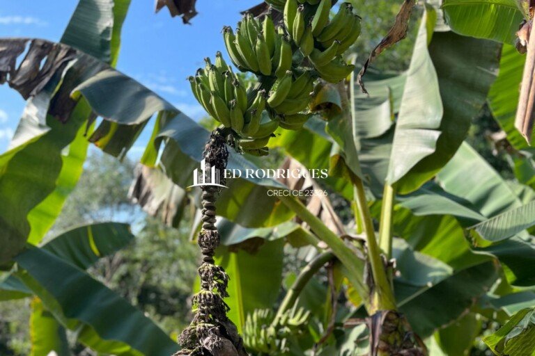 sitio-venda-pedro-de-toledo-sp-plantacao-banana