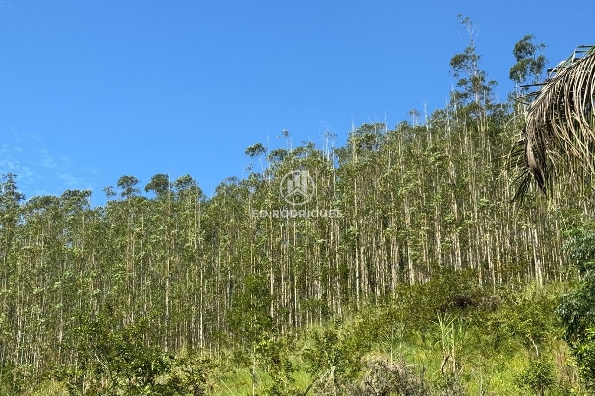 venda-eucalipto-sao-paulo