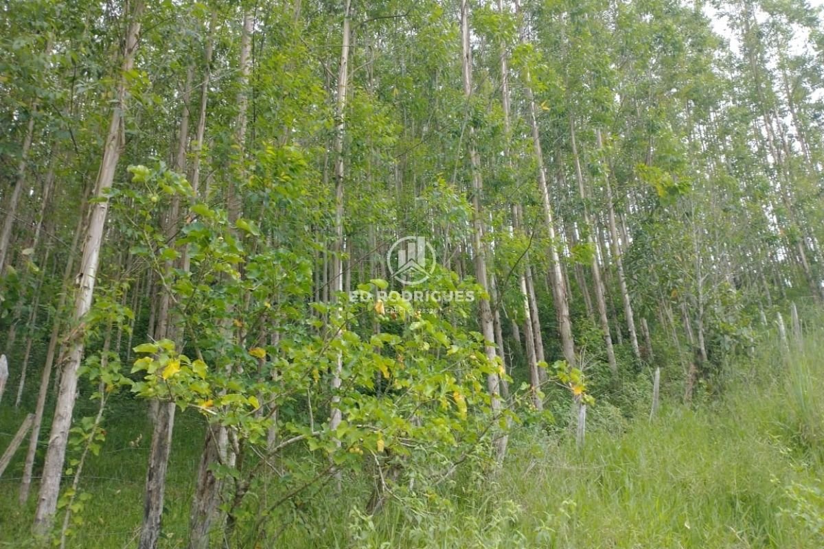 eucalipto-venda-sao-paulo-litoral-sul