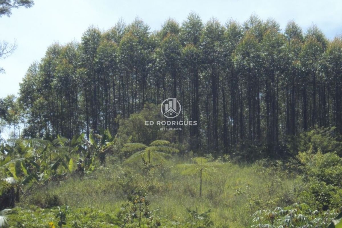 eucalipto-venda-sao-paulo-pedro-de-toledo