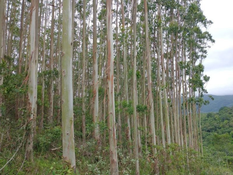 eucaliptos-venda-sitio-sao-paulo